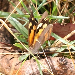 Heteronympha merope (Common Brown Butterfly) at Woolgarlo, NSW - 10 Feb 2025 by ConBoekel