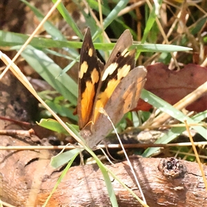 Heteronympha merope at Woolgarlo, NSW - 10 Feb 2025 by ConBoekel