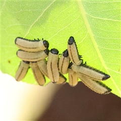 Paropsisterna cloelia (Eucalyptus variegated beetle) at Woolgarlo, NSW - 10 Feb 2025 by ConBoekel