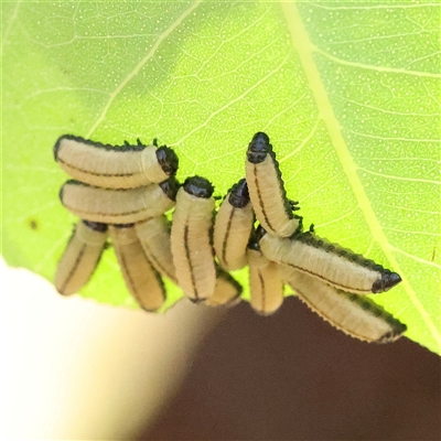 Paropsisterna cloelia (Eucalyptus variegated beetle) at Woolgarlo, NSW - 10 Feb 2025 by ConBoekel