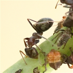 Unidentified Ant (Hymenoptera, Formicidae) at Woolgarlo, NSW - 10 Feb 2025 by ConBoekel