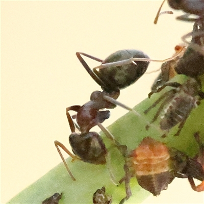 Iridomyrmex rufoniger (Tufted Tyrant Ant) at Woolgarlo, NSW - 10 Feb 2025 by ConBoekel