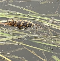 Tiliqua scincoides scincoides (Eastern Blue-tongue) at Gungahlin, ACT - Today by Timberpaddock