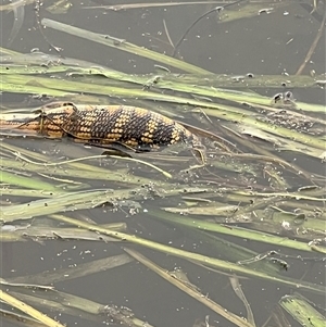 Tiliqua scincoides scincoides at Gungahlin, ACT - 20 Feb 2025 10:00 AM