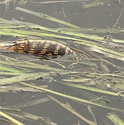 Tiliqua scincoides scincoides (Eastern Blue-tongue) at Gungahlin, ACT - 20 Feb 2025 by Timberpaddock