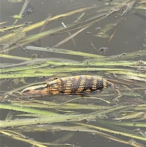 Tiliqua scincoides scincoides at Gungahlin, ACT - 20 Feb 2025 10:00 AM