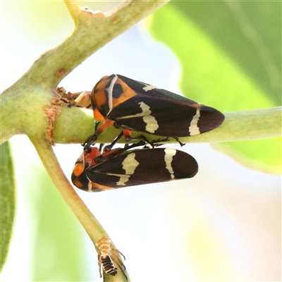 Eurymeloides pulchra (Gumtree hopper) at Woolgarlo, NSW - 10 Feb 2025 by ConBoekel