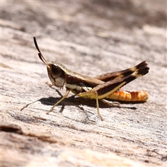 Macrotona australis (Common Macrotona Grasshopper) at Woolgarlo, NSW - 10 Feb 2025 by ConBoekel