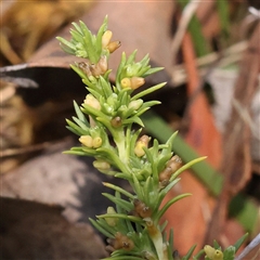 Scleranthus biflorus (Twin-flower Knawel) at Woolgarlo, NSW - 10 Feb 2025 by ConBoekel