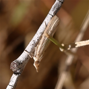 Faveria tritalis (Couchgrass Webworm) at Woolgarlo, NSW - 10 Feb 2025 by ConBoekel