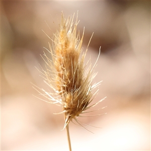 Cynosurus echinatus (Rough Dog's Tail Grass) at Woolgarlo, NSW - 10 Feb 2025 by ConBoekel