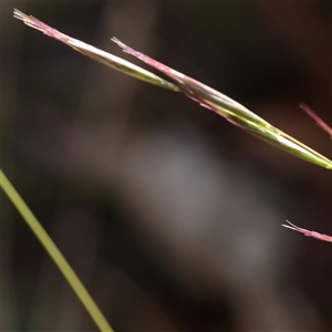 Rytidosperma sp. (Wallaby Grass) at Woolgarlo, NSW - 10 Feb 2025 by ConBoekel