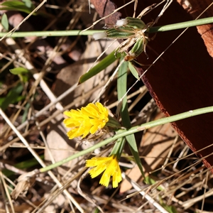 Chondrilla juncea at Woolgarlo, NSW - 10 Feb 2025 11:43 AM