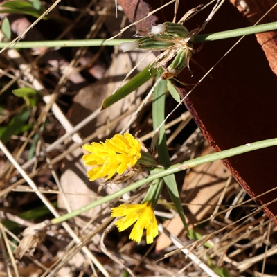 Chondrilla juncea (Skeleton Weed) at Woolgarlo, NSW - 10 Feb 2025 by ConBoekel