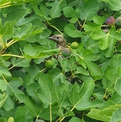 Sphecotheres vieilloti (Australasian Figbird) at Downer, ACT - 20 Feb 2025 by mpjennings