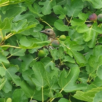 Sphecotheres vieilloti (Australasian Figbird) at Downer, ACT - 20 Feb 2025 by mpjennings