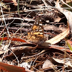 Vanessa kershawi (Australian Painted Lady) at Woolgarlo, NSW - 10 Feb 2025 by ConBoekel