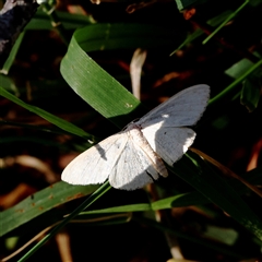 Unidentified Moth (Lepidoptera) at Woolgarlo, NSW - 10 Feb 2025 by ConBoekel