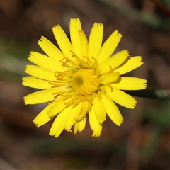 Hypochaeris radicata (Cat's Ear, Flatweed) at Woolgarlo, NSW - 10 Feb 2025 by ConBoekel