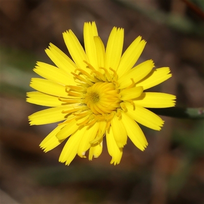 Hypochaeris radicata (Cat's Ear, Flatweed) at Woolgarlo, NSW - 10 Feb 2025 by ConBoekel