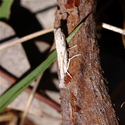 Culladia cuneiferellus (Crambinae moth) at Woolgarlo, NSW - 10 Feb 2025 by ConBoekel