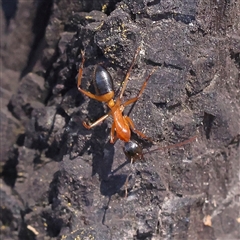 Camponotus consobrinus (Banded sugar ant) at Woolgarlo, NSW - 10 Feb 2025 by ConBoekel