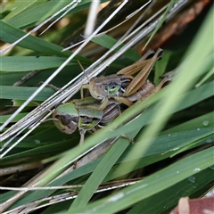 Praxibulus sp. (genus) (A grasshopper) at Woolgarlo, NSW - 10 Feb 2025 by ConBoekel