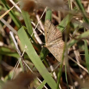 Scopula rubraria at Woolgarlo, NSW - 10 Feb 2025 by ConBoekel