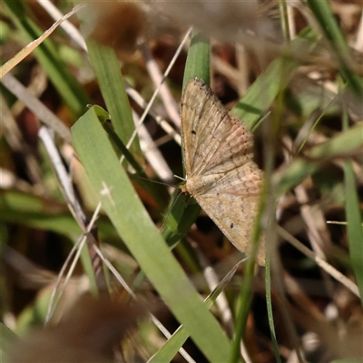 Scopula rubraria (Reddish Wave, Plantain Moth) at Woolgarlo, NSW - 10 Feb 2025 by ConBoekel