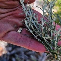 Ozothamnus secundiflorus (Cascade Everlasting) at Mount Clear, ACT - 19 Feb 2025 by BethanyDunne