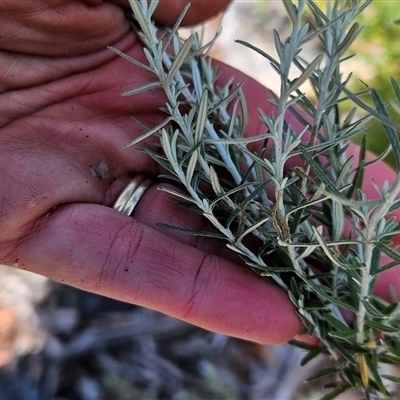 Ozothamnus secundiflorus (Cascade Everlasting) at Mount Clear, ACT - 19 Feb 2025 by BethanyDunne