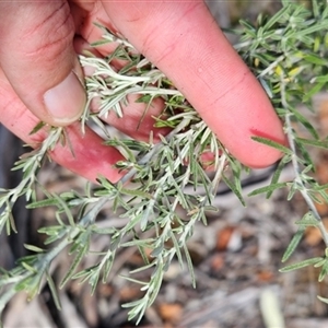 Ozothamnus conditus at Mount Clear, ACT - 19 Feb 2025 11:40 AM