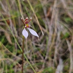 Eriochilus cucullatus at Rendezvous Creek, ACT - Yesterday by BethanyDunne