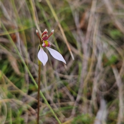 Eriochilus cucullatus (Parson's Bands) at Rendezvous Creek, ACT - 19 Feb 2025 by BethanyDunne