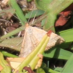 Scopula rubraria (Reddish Wave, Plantain Moth) at Aranda, ACT - 16 Feb 2025 by Jennybach