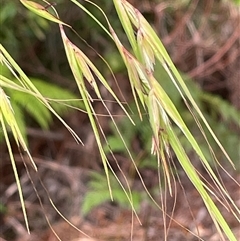 Themeda triandra (Kangaroo Grass) at Dunbogan, NSW - 19 Feb 2025 by LPW