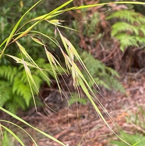 Themeda triandra at Dunbogan, NSW - 19 Feb 2025 08:35 AM