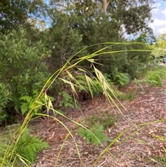 Themeda triandra at Dunbogan, NSW - 19 Feb 2025 08:35 AM