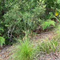 Themeda triandra at Dunbogan, NSW - 19 Feb 2025 08:35 AM