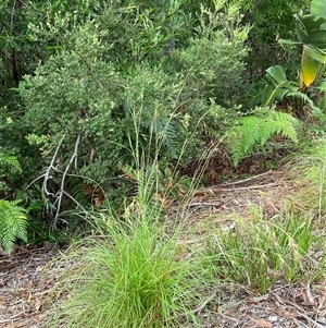 Themeda triandra at Dunbogan, NSW - 19 Feb 2025 08:35 AM