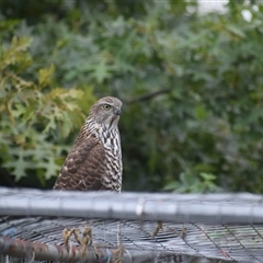 Tachyspiza cirrocephala (Collared Sparrowhawk) at Tarago, NSW - 20 Feb 2025 by DrDJDavidJ