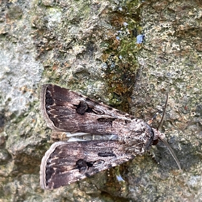 Agrotis munda (Brown Cutworm) at Evatt, ACT - 19 Feb 2025 by LeahColebrook