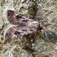 Agrotis munda at Evatt, ACT - 19 Feb 2025 05:39 PM