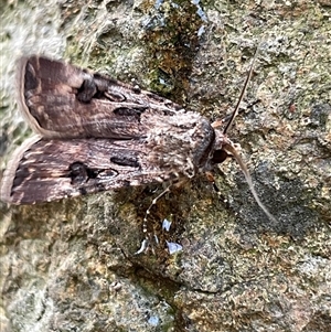 Agrotis munda at Evatt, ACT - 19 Feb 2025 05:39 PM