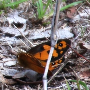 Heteronympha penelope at Aranda, ACT - 16 Feb 2025 01:30 PM