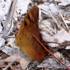 Heteronympha penelope at Aranda, ACT - 16 Feb 2025 01:30 PM