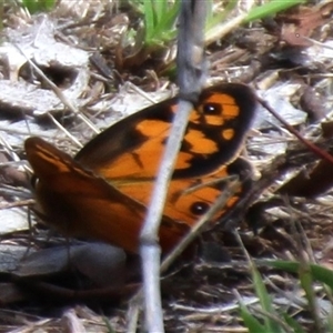 Heteronympha penelope at Aranda, ACT - 16 Feb 2025 01:30 PM