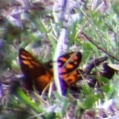 Heteronympha penelope at Aranda, ACT - 16 Feb 2025 01:30 PM