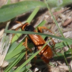 Cryptocheilus australis (Golden spider wasp) at Macquarie, ACT - 16 Feb 2025 by Jennybach