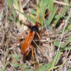 Cryptocheilus sp. (genus) at Macquarie, ACT - 16 Feb 2025 01:44 PM